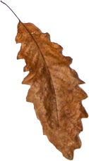 Hoja Vaquera